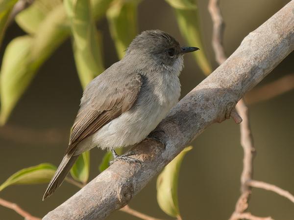<h3><a href="/trips/gambia/biota/animalia/chordata/aves/040 passeriformes/108 muscicapidae/muscicapa aquatica/muscicapa aquatica-nl.html">Muscicapa&nbsp;aquatica</a> / Swamp&nbsp;flycatcher / Moerasvliegenvanger</h3>OM-1 Mark II met OLYMPUS M.150-400mm F4.5 TC, 1/2000 sec  bij F5.6, ISO 2500, afstand 10.9&nbsp;m